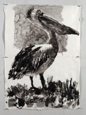 <div class="lightbox-artworktitle">Drawing for Studio Life, Episode 9 (Pelican, facing right)</div><div class="lightbox-artworkyear">2022</div><div class="lightbox-artworkdescription">Indian ink and Coloured pencil on Phumani handmade paper</div><div class="lightbox-artworkdimension"></div><div class="lightbox-artworkdimension"></div><div class="lightbox-tagswithlinks"><A rel='nofollow' href='/page/1/?s=%23Ink'>#Ink</A> <A rel='nofollow' href='/page/1/?s=%23Paper'>#Paper</A> <A rel='nofollow' href='/page/1/?s=%23StudioLife'>#StudioLife</A> <A rel='nofollow' href='/page/1/?s=%23ColouredPencil'>#ColouredPencil</A></div>