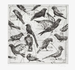 <div class="lightbox-artworktitle">Bird Catching (4. Selection of Birds)</div><div class="lightbox-artworkyear">2006</div><div class="lightbox-artworkdescription">Drypoint and Aquatint on Hahnemühle, Warm White 300</div><div class="lightbox-artworkdimension">47 x 47 cm</div><div class="lightbox-artworkdimension">Edition of 18</div><div class="lightbox-tagswithlinks"><A href='/page/1/?s=%23Paper'>#Paper</A> <A href='/page/1/?s=%23Series'>#Series</A> <A href='/page/1/?s=%23Edition'>#Edition</A> <A href='/page/1/?s=%23Etching'>#Etching</A> <A href='/page/1/?s=%23TheMagicFlute'>#TheMagicFlute</A> <A href='/page/1/?s=%23Drypoint'>#Drypoint</A> <A href='/page/1/?s=%23Aquatint'>#Aquatint</A></div>