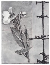 <div class="lightbox-artworktitle">Double Canna (L/R)</div><div class="lightbox-artworkyear">2004</div><div class="lightbox-artworkdescription">Charcoal on paper, Diptych</div><div class="lightbox-artworkdimension">160 x 120 cm each</div><div class="lightbox-artworkdimension"></div><div class="lightbox-tagswithlinks"><a rel='nofollow' href='/page/1/?s=%23Charcoal'>#Charcoal</A> <a rel='nofollow' href='/page/1/?s=%23Paper'>#Paper</A> <a rel='nofollow' href='/page/1/?s=%23Flower'>#Flower</A> <a rel='nofollow' href='/page/1/?s=%23Stereoscopic'>#Stereoscopic</A></div>