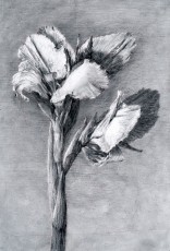 <div class="lightbox-artworktitle">Iris</div><div class="lightbox-artworkyear">2004</div><div class="lightbox-artworkdescription">Charcoal</div><div class="lightbox-artworkdimension">212 x 148 cm</div><div class="lightbox-artworkdimension"></div><div class="lightbox-tagswithlinks"><a rel='nofollow' href='/page/1/?s=%23Charcoal'>#Charcoal</A> <a rel='nofollow' href='/page/1/?s=%23Paper'>#Paper</A> <a rel='nofollow' href='/page/1/?s=%23Flower'>#Flower</A> <a rel='nofollow' href='/page/1/?s=%23Stereoscopic'>#Stereoscopic</A></div>