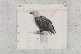 <div class="lightbox-artworktitle">Drawing for The Head & the Load (Vulture)</div><div class="lightbox-artworkyear">2018</div><div class="lightbox-artworkdescription">Charcoal and red pencil on found ledger pages</div><div class="lightbox-artworkdimension">28 x 31 cm</div><div class="lightbox-artworkdimension"></div><div class="lightbox-tagswithlinks"><a rel='nofollow' href='/page/1/?s=%23Charcoal'>#Charcoal</A> <a rel='nofollow' href='/page/1/?s=%23FoundPaper'>#FoundPaper</A> <a rel='nofollow' href='/page/1/?s=%23TheHead&TheLoad'>#TheHead&TheLoad</A></div>