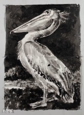 <div class="lightbox-artworktitle">Drawing for Studio Life, Episode 9 (Pelican, facing left)</div><div class="lightbox-artworkyear">2022</div><div class="lightbox-artworkdescription">Indian ink and Coloured pencil on Phumani handmade paper</div><div class="lightbox-artworkdimension"></div><div class="lightbox-artworkdimension"></div><div class="lightbox-tagswithlinks"><A rel='nofollow' href='/page/1/?s=%23Ink'>#Ink</A> <A rel='nofollow' href='/page/1/?s=%23Paper'>#Paper</A> <A rel='nofollow' href='/page/1/?s=%23StudioLife'>#StudioLife</A> <A rel='nofollow' href='/page/1/?s=%23ColouredPencil'>#ColouredPencil</A></div>